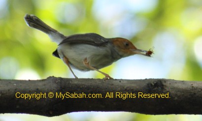 Ashy Tailorbird