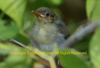 Ashy Tailorbird