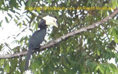 Asian Black Hornbill