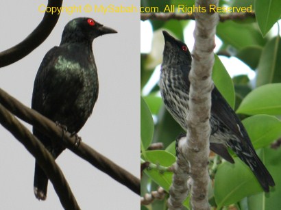 Asian Glossy Starling