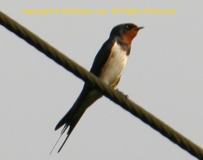 Barn Swallow