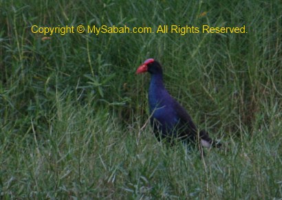 Black-backed Swamphen