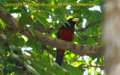 Black-and-red Broadbill