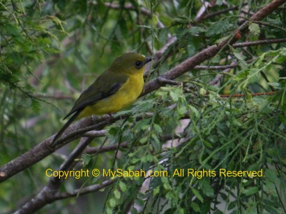 Bornean Whistler