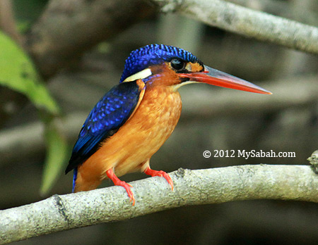 Blue-eared Kingfisher