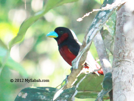 Black-and-red Broadbill