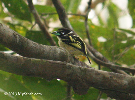 Black-and-yellow Broadbill