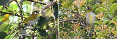 Black-Capped White-Eye