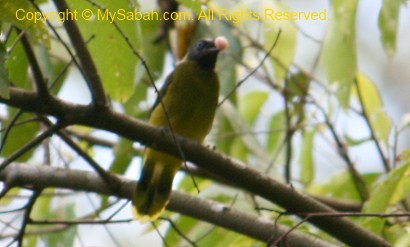 Black-headed Bulbul