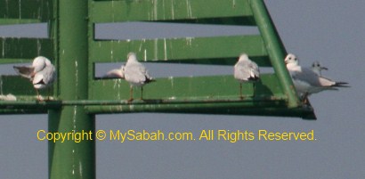 Black-Headed Gull