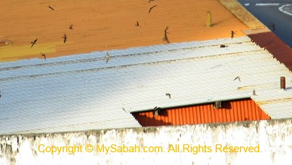 Black-Nest Swiftlet