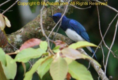 Blue-and-white Flycatcher