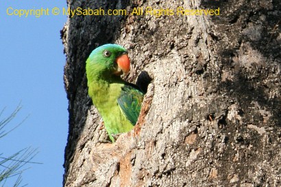 Blue-Naped Parrot