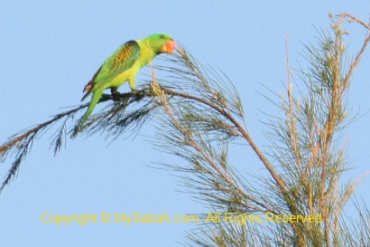 Blue-Naped Parrot