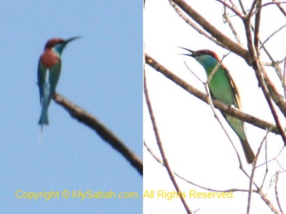 Blue-Throated Bee Eater