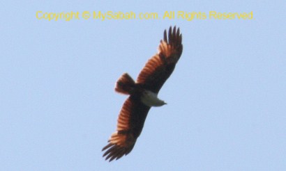 Brahminy Kite