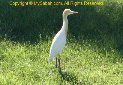 Cattle Egret