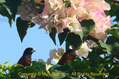 Chestnut Munia