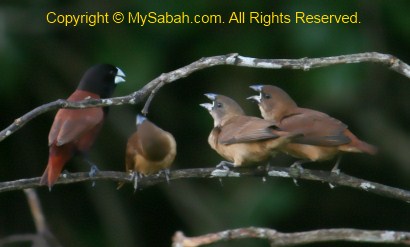 Chestnut Munia