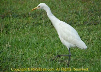 Cattle Egret