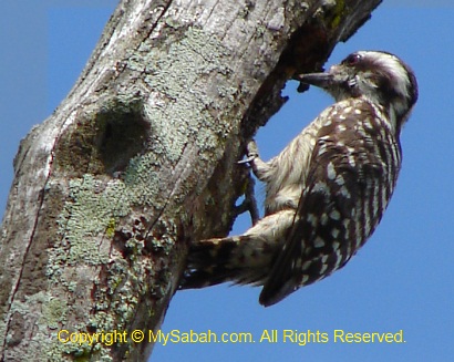 Brown-capped Woodpecker