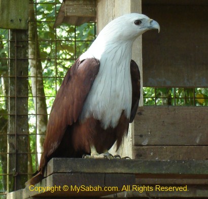 Brahminy Kite