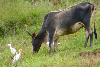 Cattle Egret