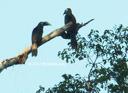 Bushy-crested Hornbill