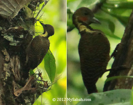 Buff-necked Woodpecker