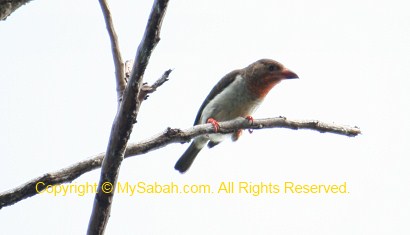 Brown Barbet