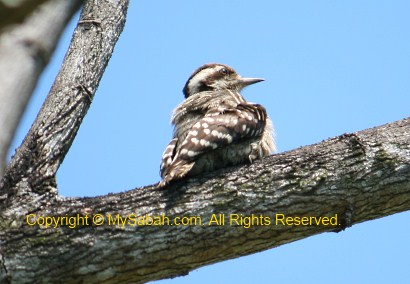 Brown-capped Woodpecker