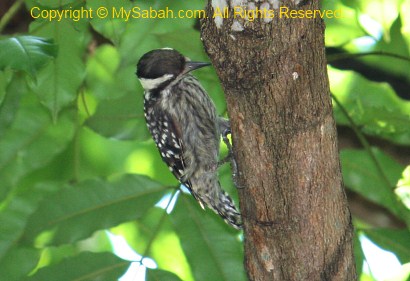 Brown-capped Woodpecker