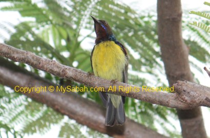 Brown-throated Sunbird