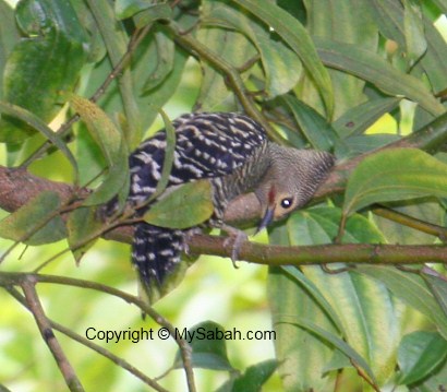 Buff-rumped Woodpecker