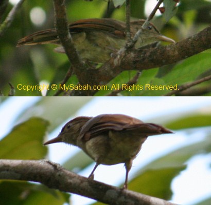 Buff-vented Bulbul