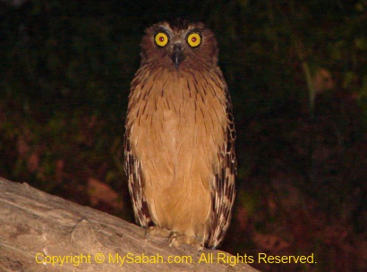 Buffy Fish Owl