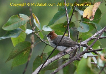 Chestnut-crested Yuhina