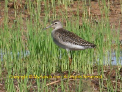 Common Redshank