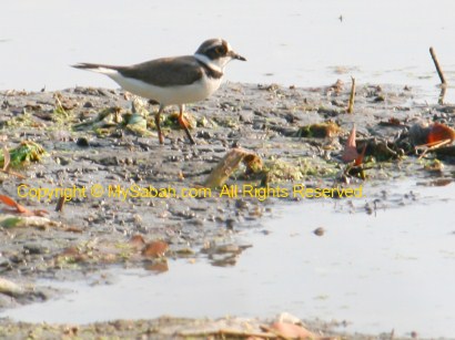 Common Ringed Plover