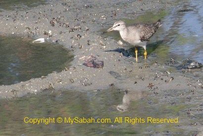 Common Sandpiper