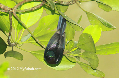 Copper-throated sunbird