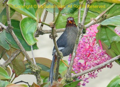 Chestnut-hooded Laughing Thrush