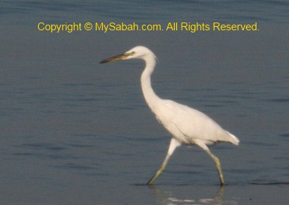 Chinese Egret