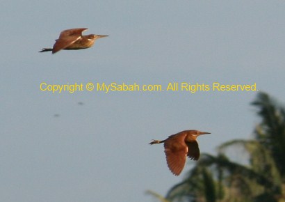 Cinnamon Bittern