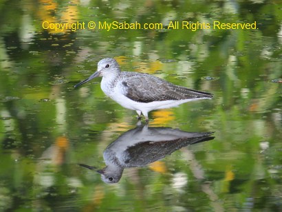 Common Greenshank