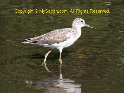 Common Greenshank