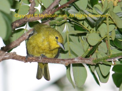 Common Iora