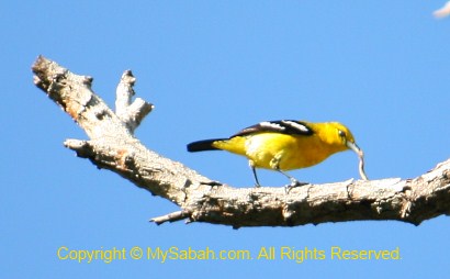 Common Iora