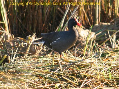 Common Moorhen