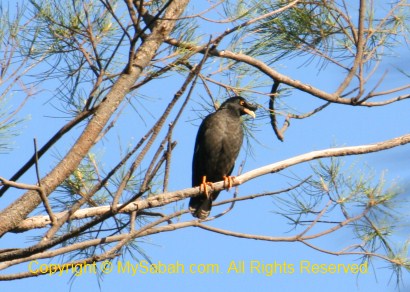 Crested Myna